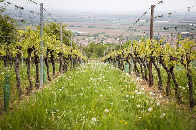 champagne vineyard near Paris