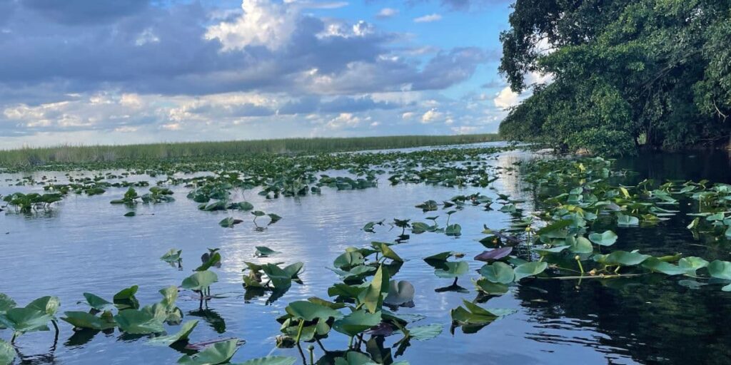 mangroves in Sarasota