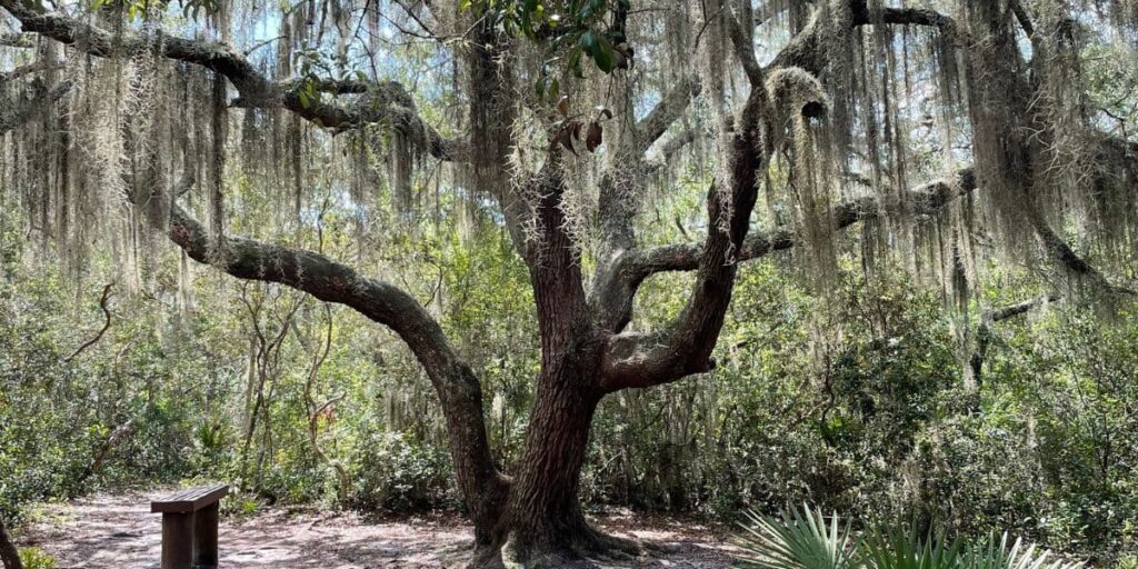 nature shot in sarasota florida