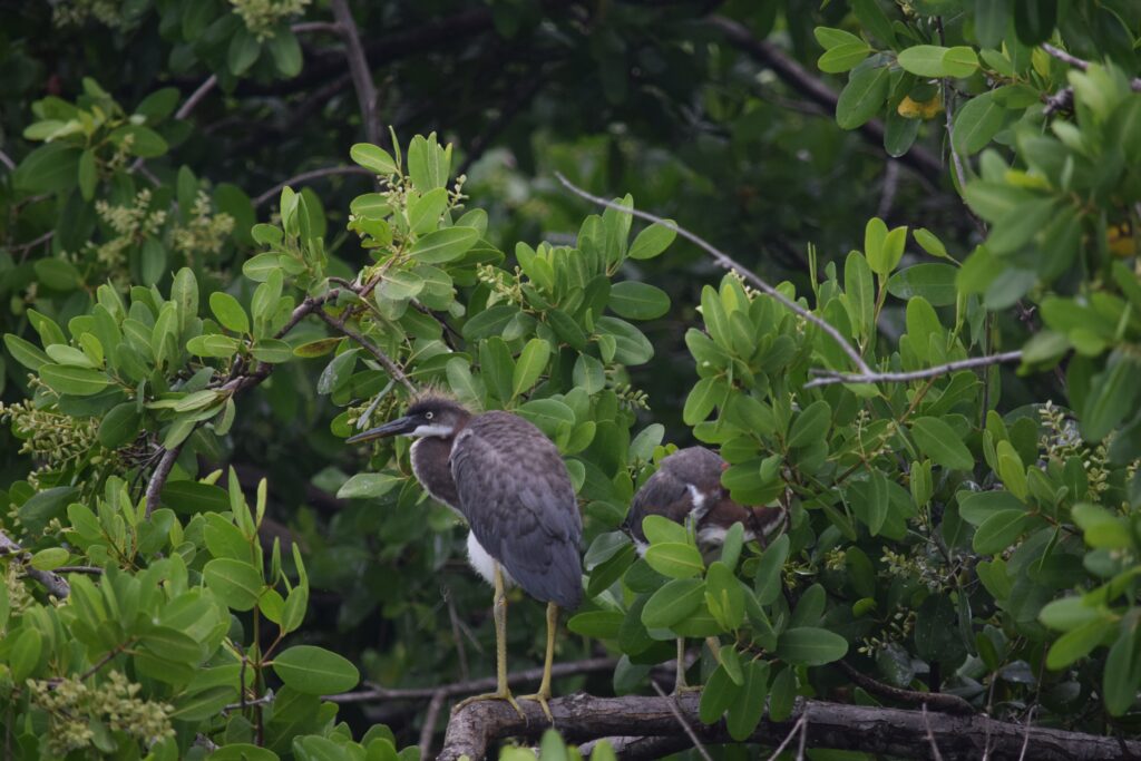 Everglades