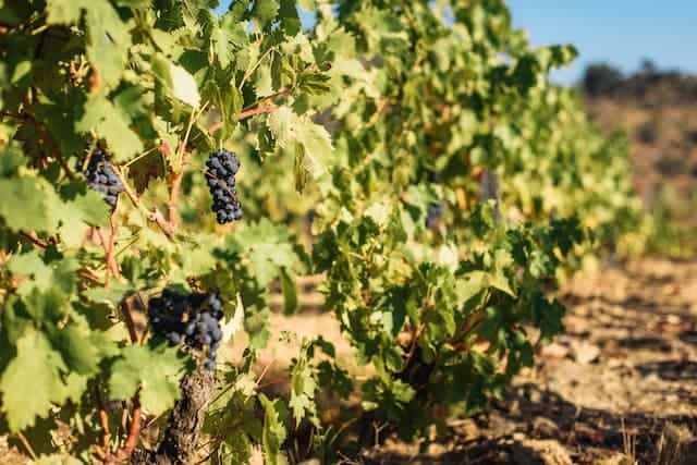 wine tour from Lisbon