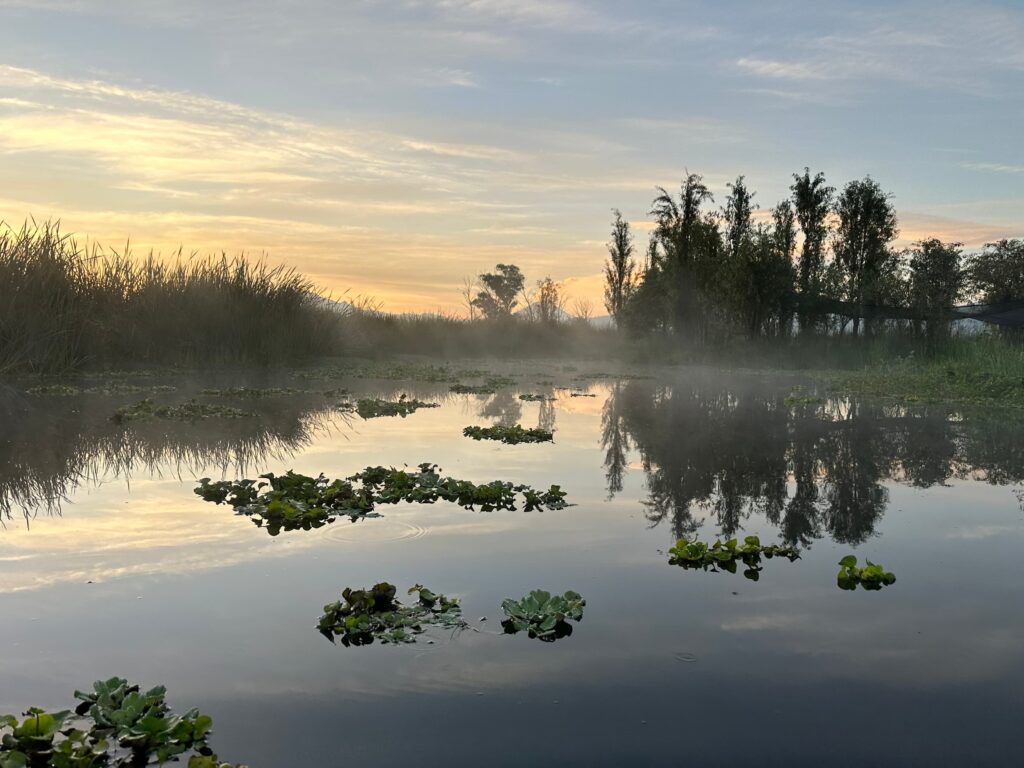 xochimilco canals at sunrise 