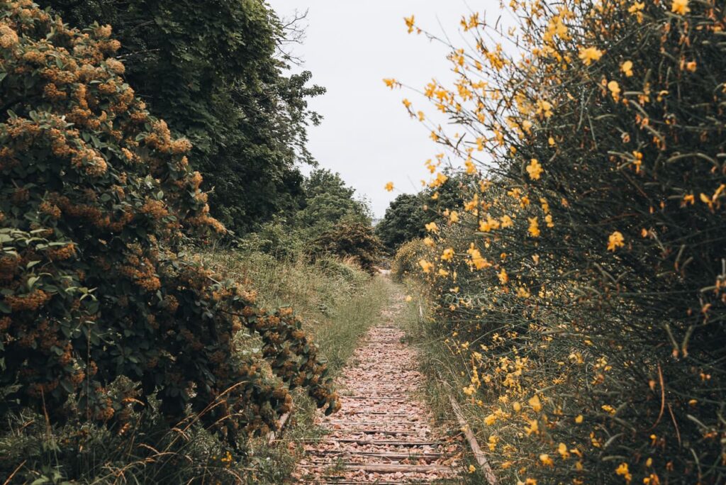 le petite ceinture