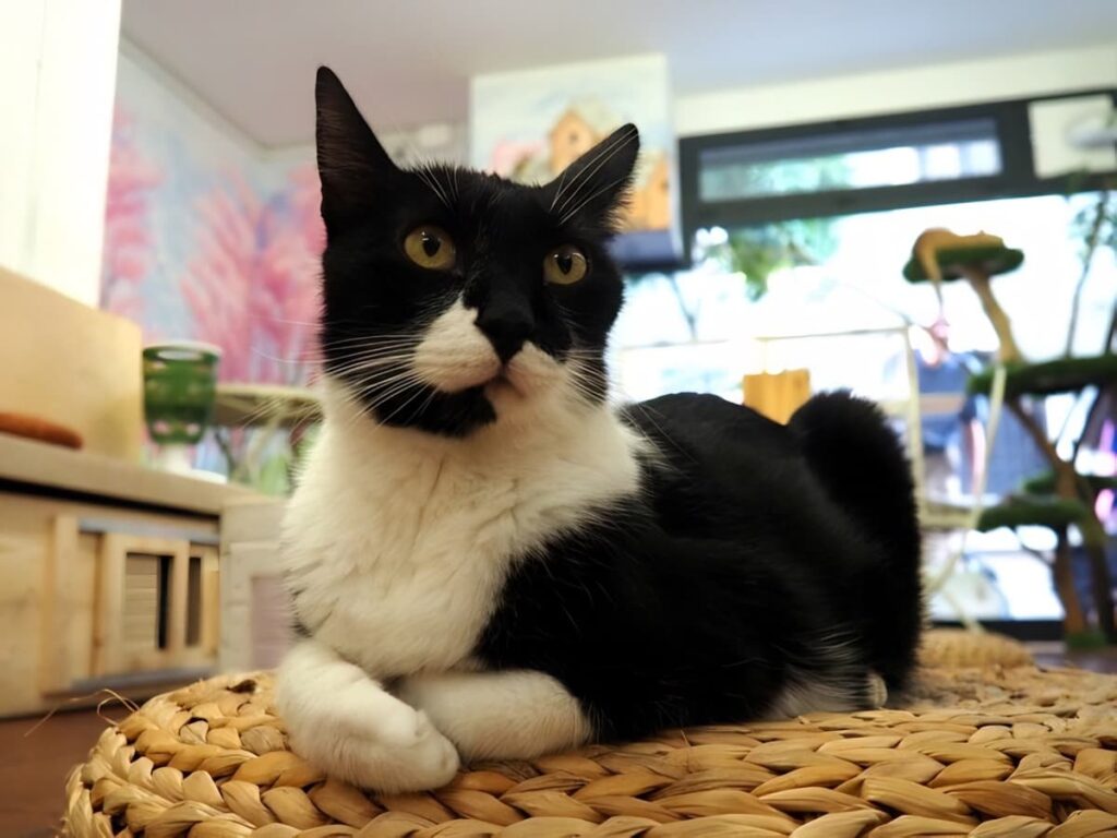 espai de gats cat cafe in barcelona