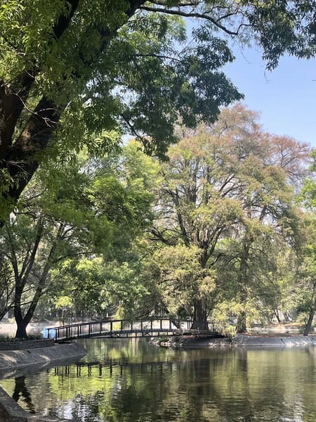 trees surrounding a pond in Chapultepec Park
