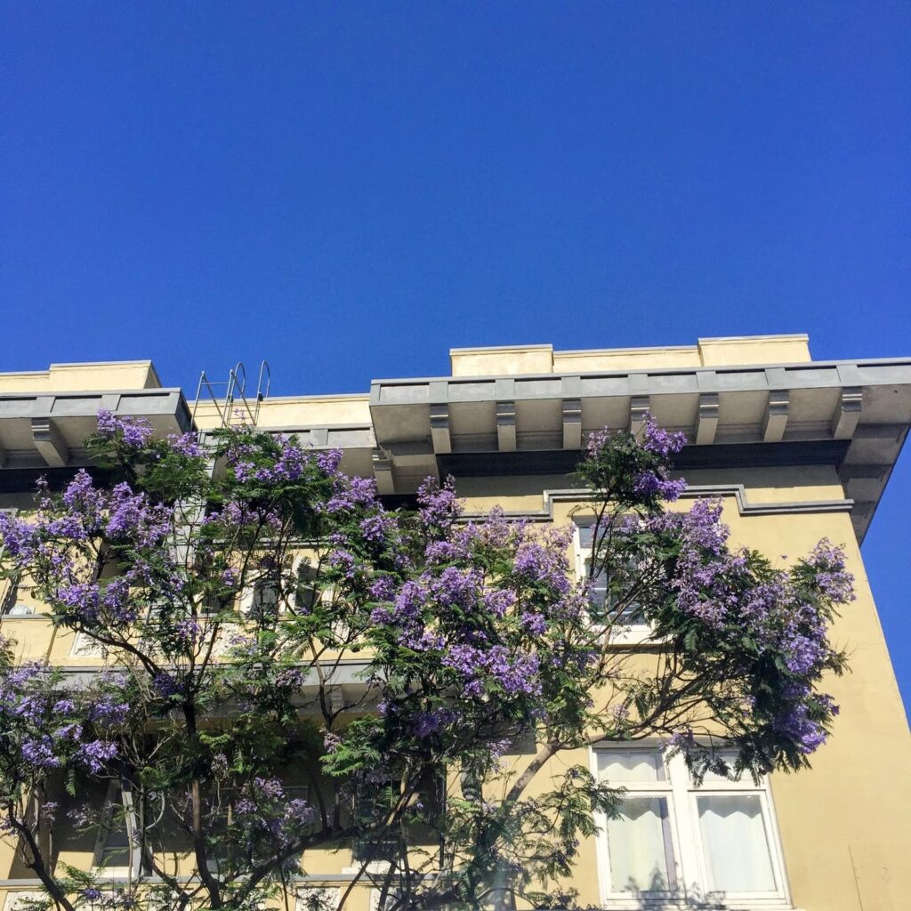 A jacaranda tree in full purple bloom stands in front of a beige building with modern overhangs, all under a vibrant blue sky.