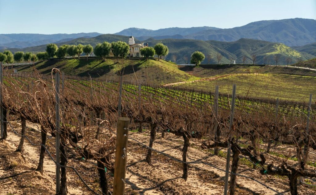 A scenic view of a vineyard in Temecula Valley with rows of dormant grapevines in the foreground and a large villa surrounded by trees atop a green hill, backed by rolling mountains under a clear blue sky.