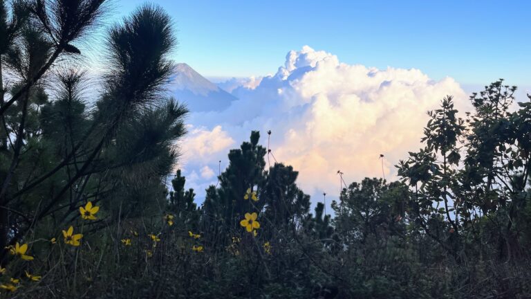 Yellow wildflowers and pine trees frame a dramatic view of puffy white clouds and a volcanic peak in the distance, high above the tree line.
