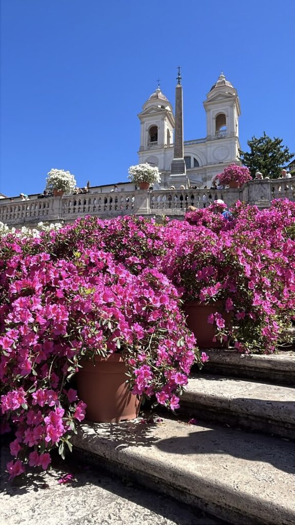 Bright pink azaleas in terracotta pots cascade down the Spanish Steps, leading up to the twin bell towers of Trinità dei Monti. The clear blue sky and blooming flowers create a vibrant springtime scene.