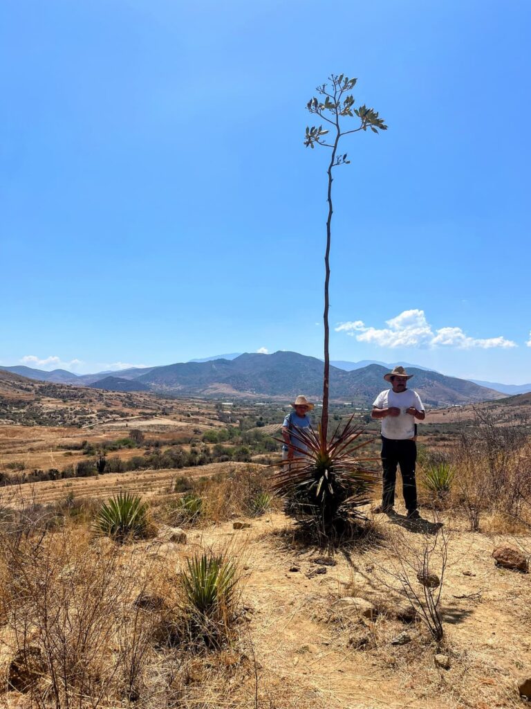 A towering flowering agave rises above a dry, mountainous landscape while two people wearing wide-brimmed hats stand nearby for scale. Rolling hills and a clear blue sky emphasize the dramatic height of the blooming plant.
